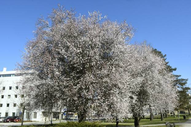 Procvjetale grane divljih voćki