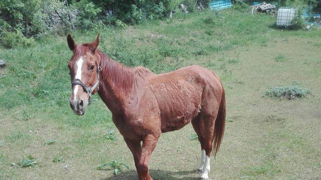 Traže vlasnika: Napušteni divni konj u Istri je s Madagaskara