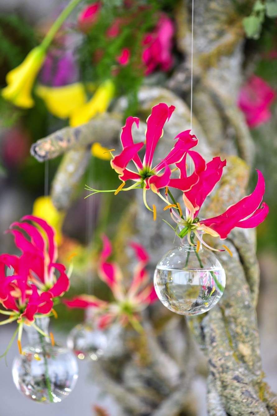 Floraart: Sadnice cvijeća od 2 kune, a za 25 mini vrt u posudi