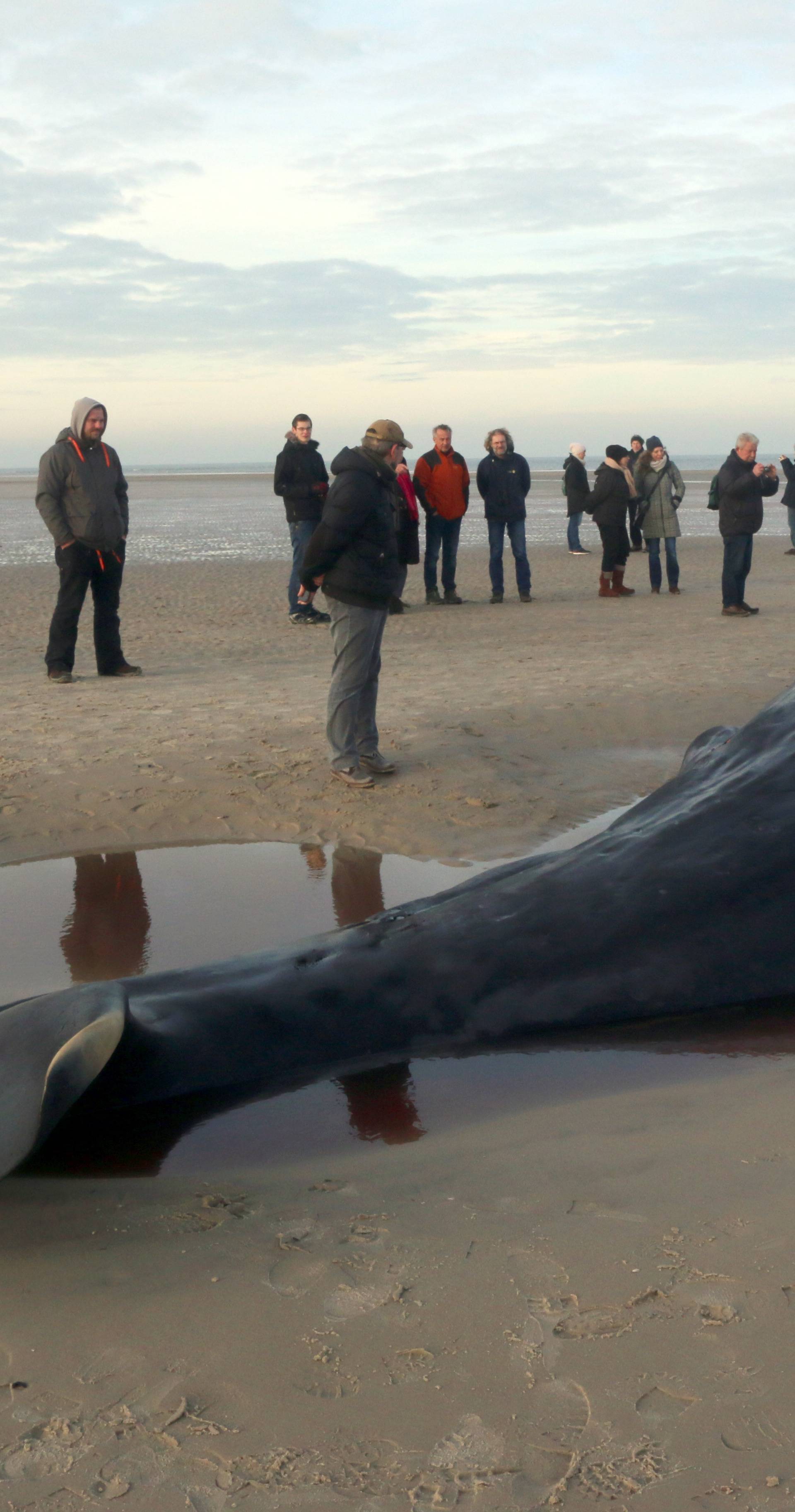 Two dead sperm whales washed ashore on Wangerooge island