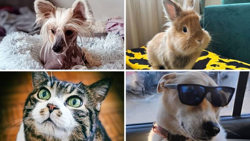 SUPER FOTKE vaših ljubimaca! Neki bi mogli biti viralni hit, ali svi su jednostavno neodoljivi