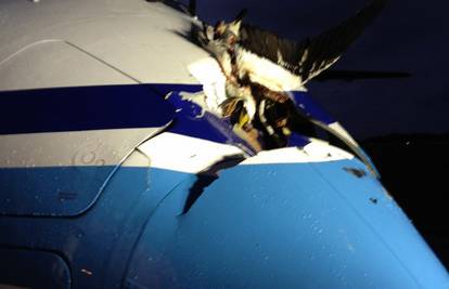 Pazi, ptica! Albatros se zabio u avion i napravio rupu od metra