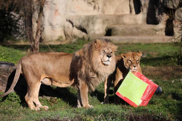 Tradicionalno darivanje životinja u zagrebačkom zoološkom vrtu na Štefanje