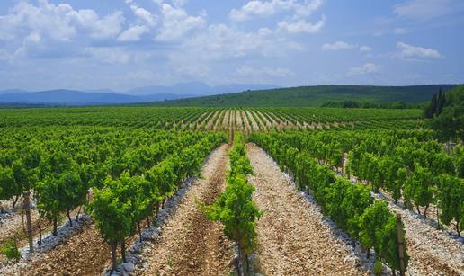 Tragom hercegova&ccaron;kih vinograda: &Zcaron;ilavka, Blatina i tradicija
