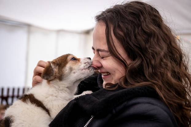 I psići vole advent: Preslatke fotke štenaca koji traže dom