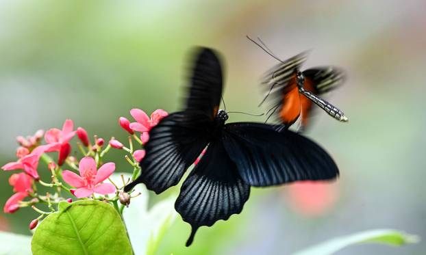 Tropski botanički vrt prepun fascinantnih životinja ponovno je otvoren za posjetitelje