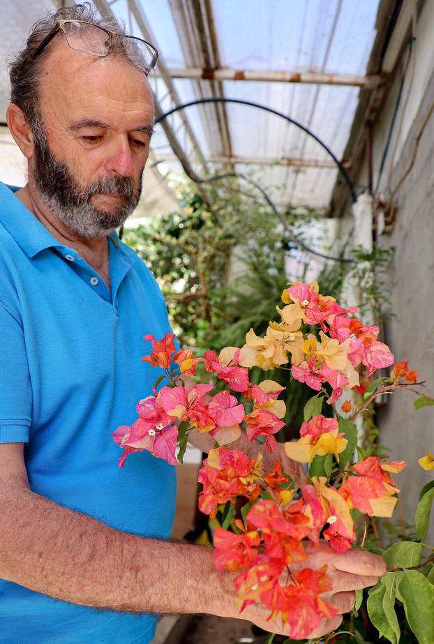 Split: Denis Bojčić, kolekcionar bugenvila