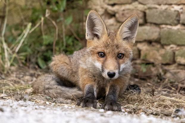 Lisica pronašla dom u blizini Pulskog kaštela