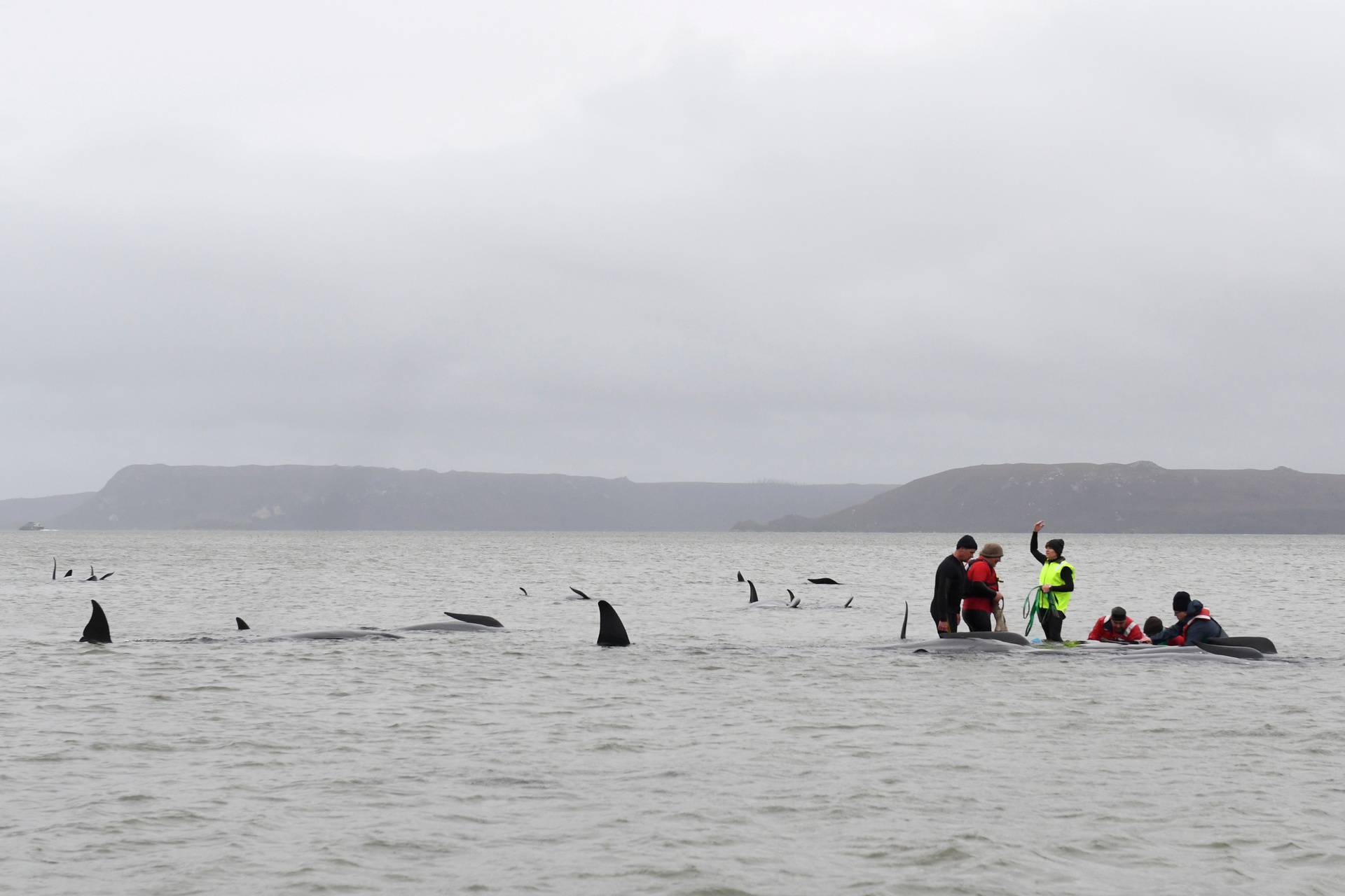 Whale rescue efforts take place at Macquarie Harbour in Tasmania