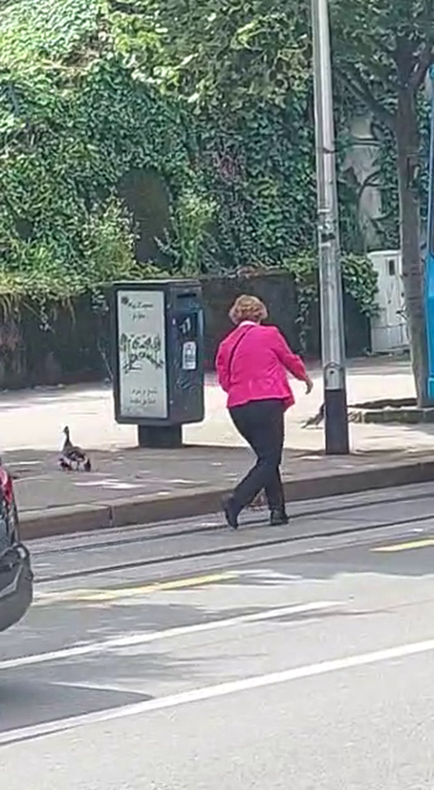 VIDEO Žena zaustavila promet u Zagrebu kako bi patkice prešle cestu: 'Čekaj da pačići prođu!'