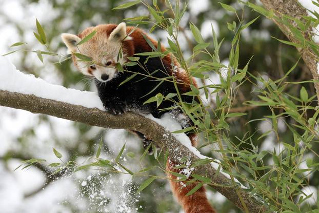 Zagreb: Snježno prijepodne u zoološkom vrtu