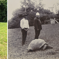 FOTO Najstarija kornjača na svijetu napunila je 190 godina: 'Simbol je opstanka i upornosti'