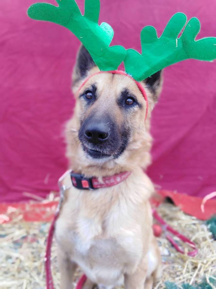 Razveselite napuštene šapice: Dođite u Indigo na naš Advent