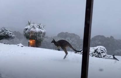 Kad u Australiji padne snijeg, klokani uživaju - pogledajte ih