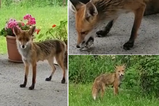 VIDEO Lisica u Zagrebu navukla se na stari kruh: 'Stalno dolazi'