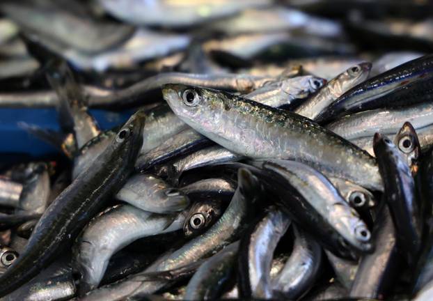 Šibenik: Ponuda ribe na korizmeni petak