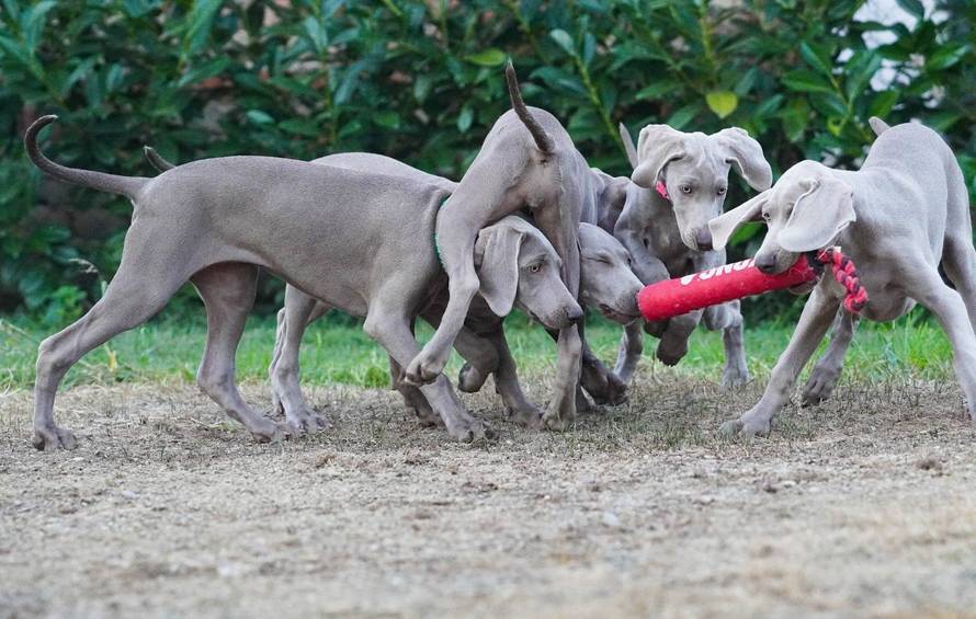 Ova fotografija nije AI, to su tri sestrice jantarnih očiju iz Siska!