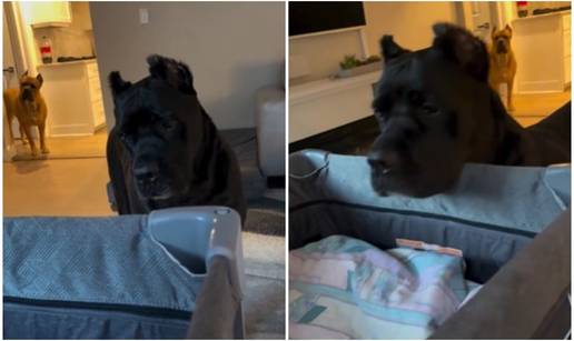 VIDEO Dirljiva snimka psa i bebe izazvala &zcaron;estoku raspravu: Je li ovo slatko ili jako opasno?