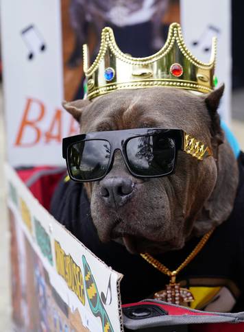 A dog dressed as rapper Biggie Smalls attends the Tompkins Square Park Halloween Dog Parade at East River Park in the Manhattan borough of New York City