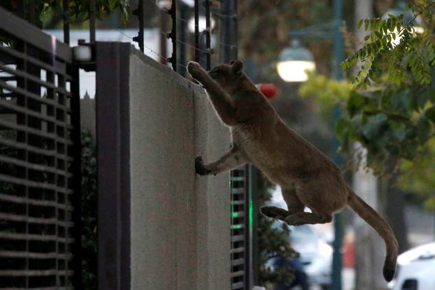 A puma climbs a wall during the dawn at a neighbourhood before being captured and taken to a zoo, in Santiago