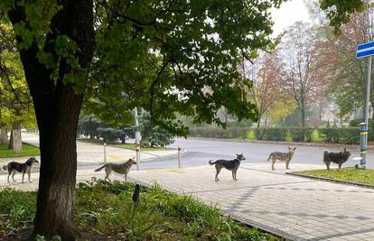 Bez guranja, gužve i tučnjave: Psi  mirno čekali u redu za hranu