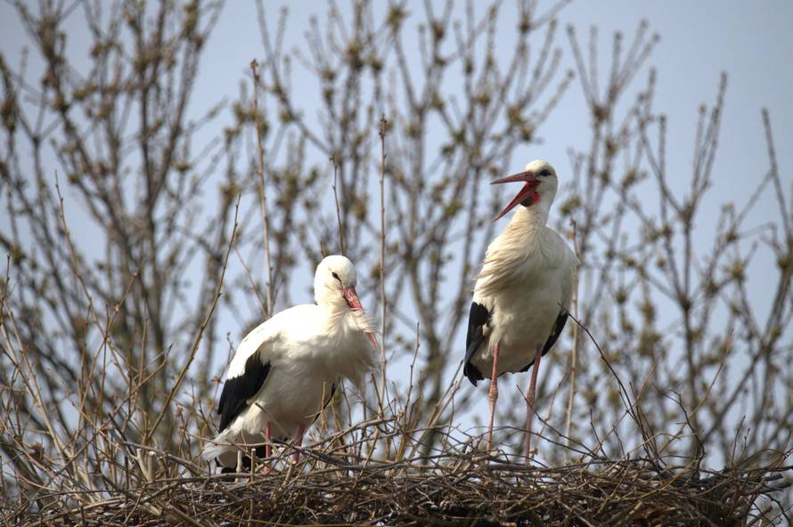 Vratile se prve rode u Zagreb: Stigle iz Afrike i našle gnijezda
