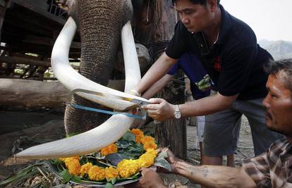 Velika manikura: Slonovima su 'ulaštili' kljove da lakše jedu