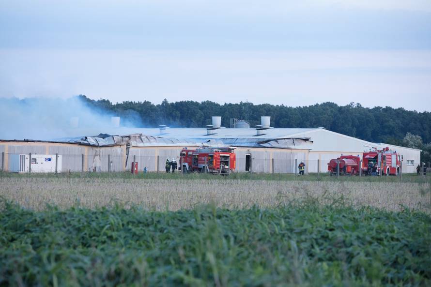 AndrijaÅ¡evci: Izgorjela Pikova farma svinja, stradalo 1000 svinja?
