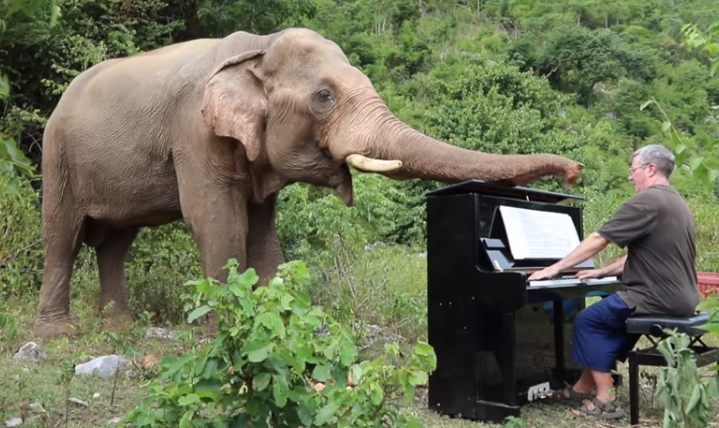 Glazbenik liječi slonove tako da im na klaviru svira Beethovena
