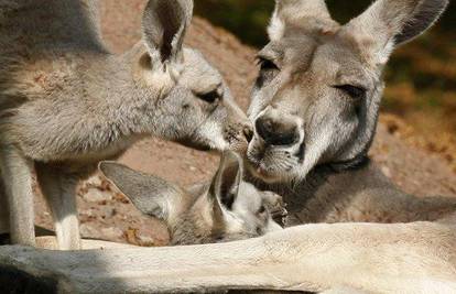 U Hanoverskom ZOO-u rođeni klokani blizanci