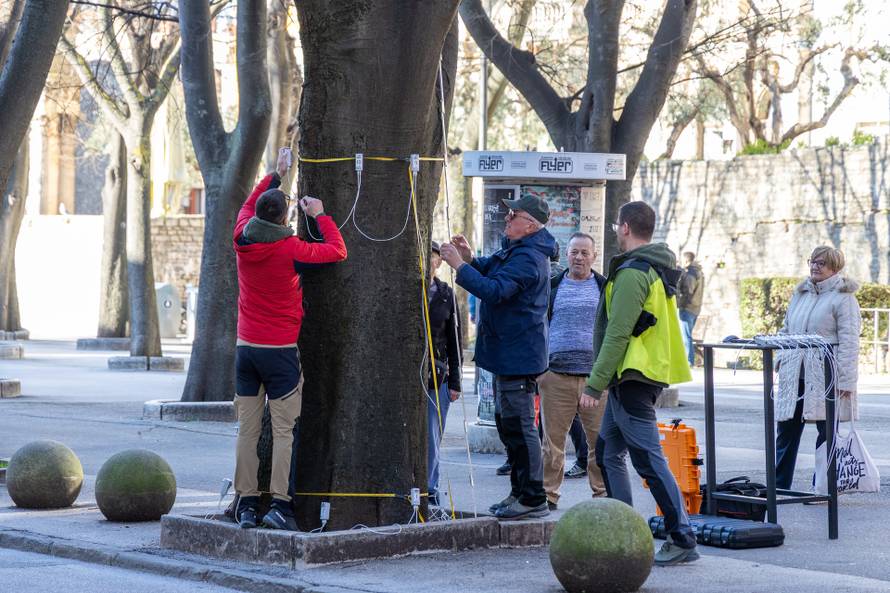 Pula: Snimanje zdravstvenog stanja svih stabala Ladonje na Giardinima
