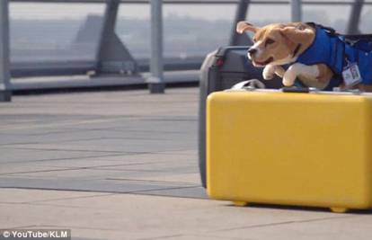 Pas Sherlock putnicima vraća stvari izgubljene u avionu