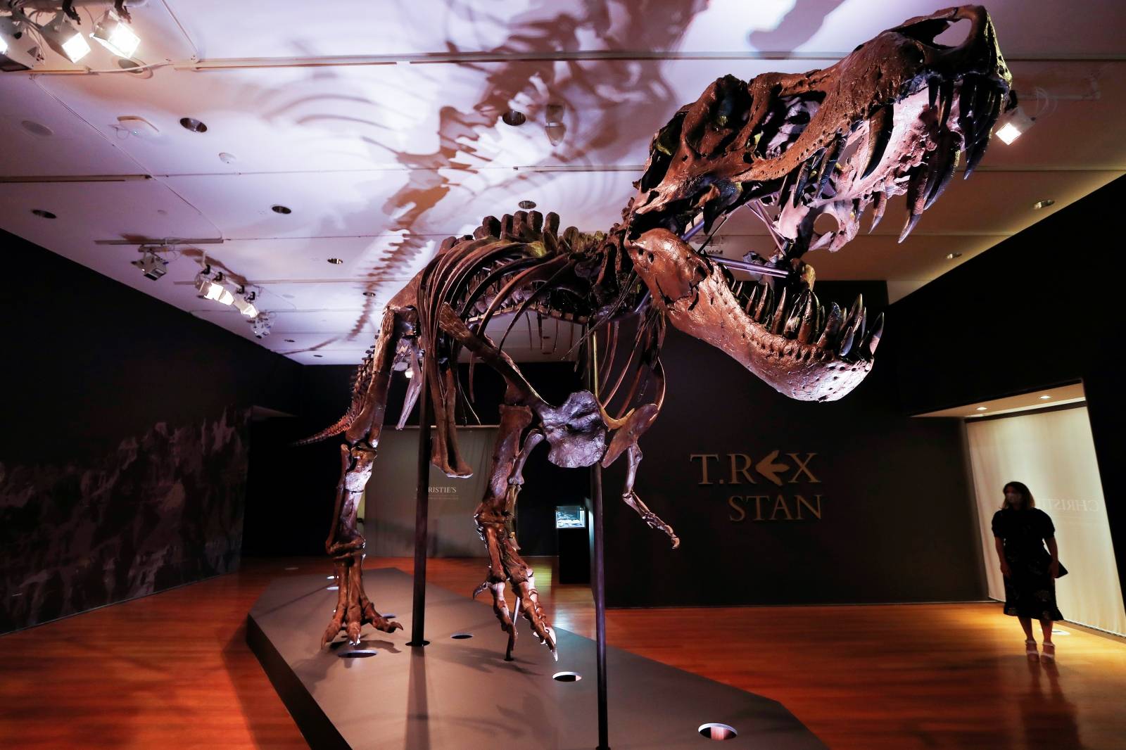 Tyrannosaurus Rex skeleton "STAN" on display ahead of being auctioned by Christie's in New York