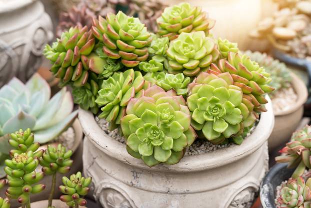  Miniature succulent plants