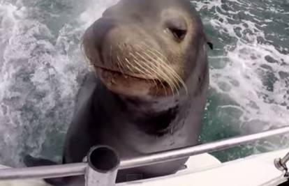 Kad si gladan nisi svoj: Divlji morski lav ovako žica hranu!