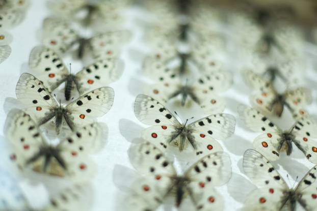 Zagreb: Završen je projekt Čuvar baštine Hrvatskog prirodoslovnog muzeja