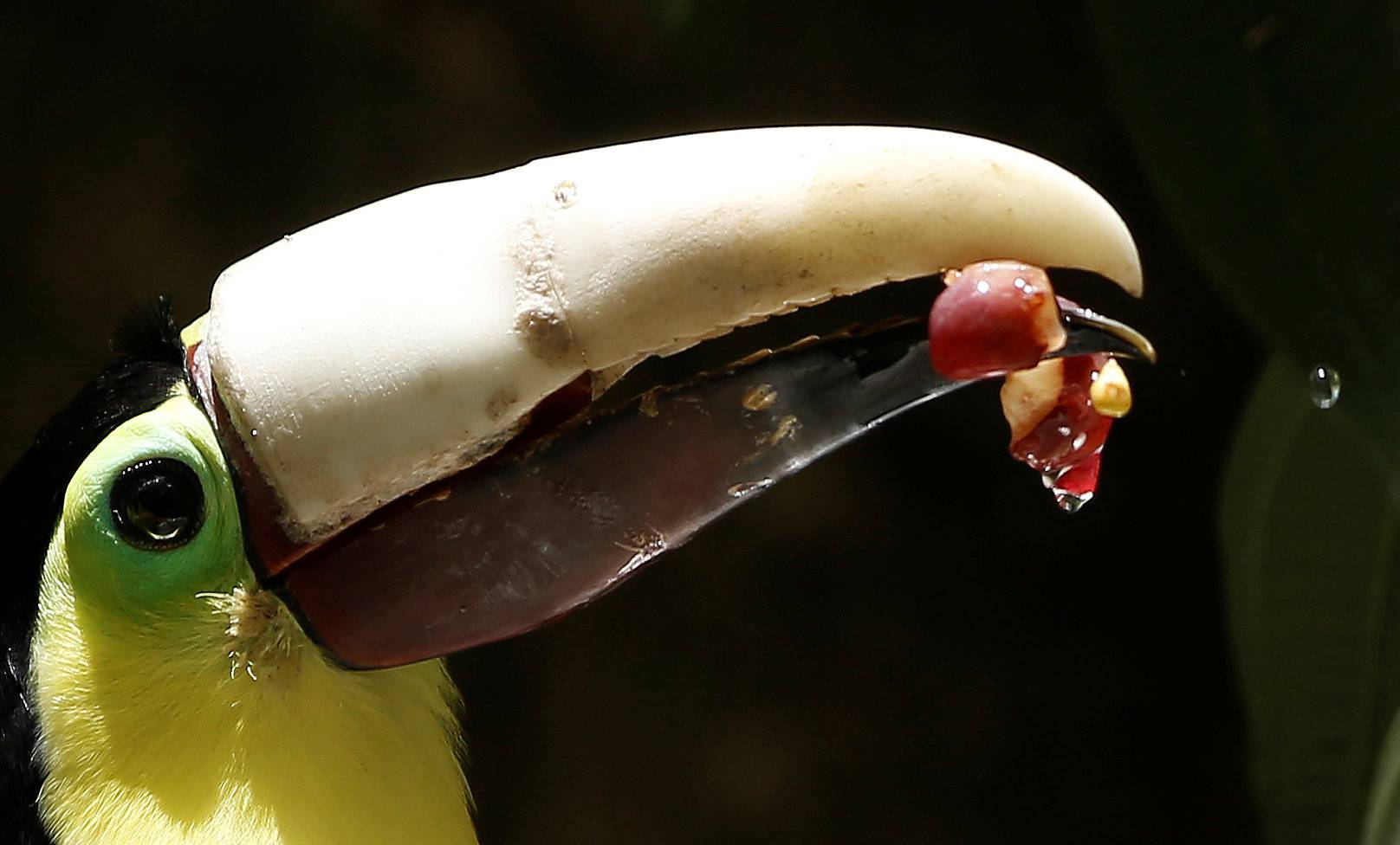 Grecia the toucan, which lost most of his upper beak in an attack, eat with his new 3D-printed beak at Zoo Ave animal sanctuary in Alajuela, Costa Rica