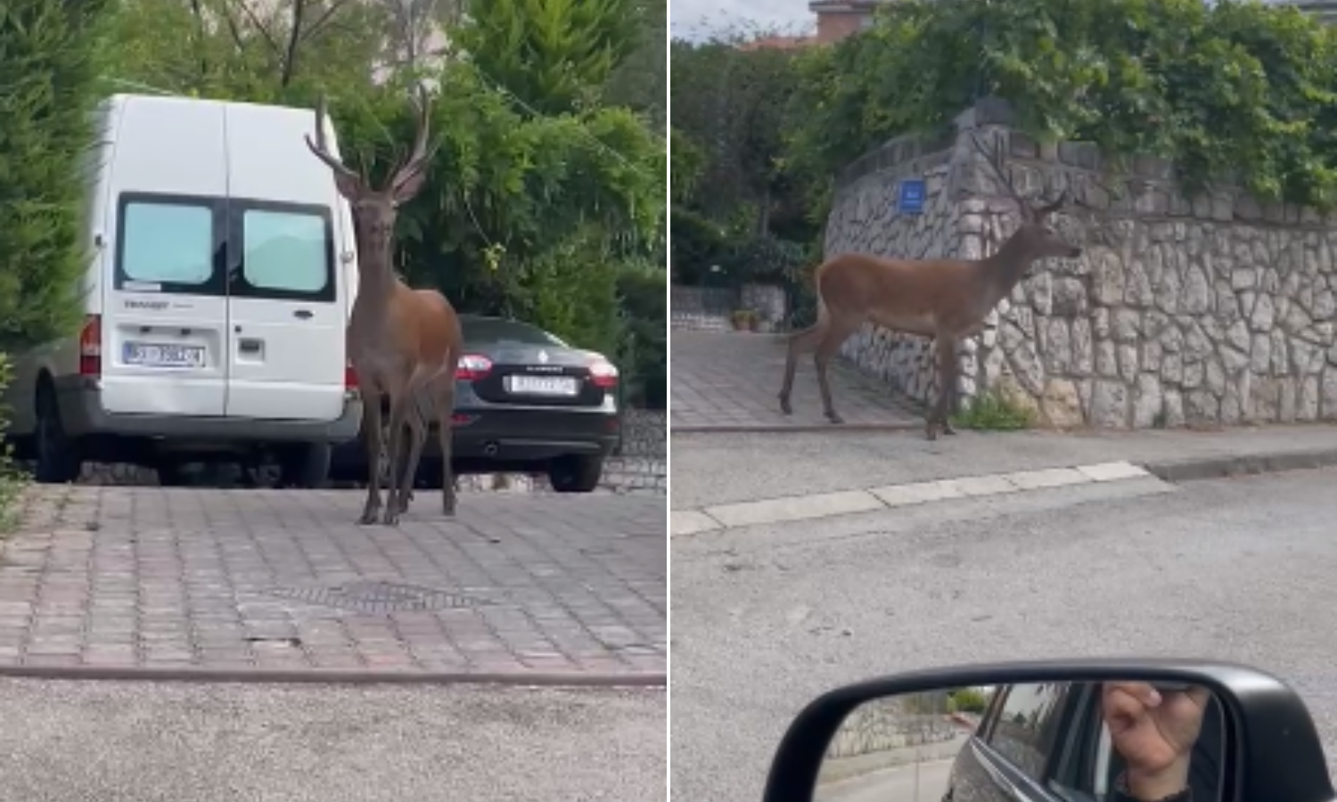 VIDEO Predivan jelen prošetao je Rijekom: 'Svako jutro vidim da prolazi, neki ga baš ne vole'