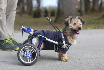 Mjesanac Gizmo usprkos invalidnosti veselo trci parkovima