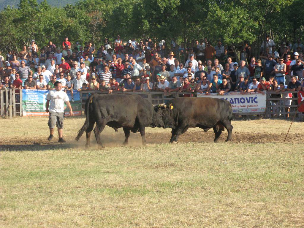 Vedrana Bekavac Šuvar