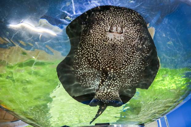 Obnovljeni  pulski Aquarium sada se prostire na 2.500 četvornih metara i postaje najveći akvarij u Europi koji izlaže isključivo mediteranski postav