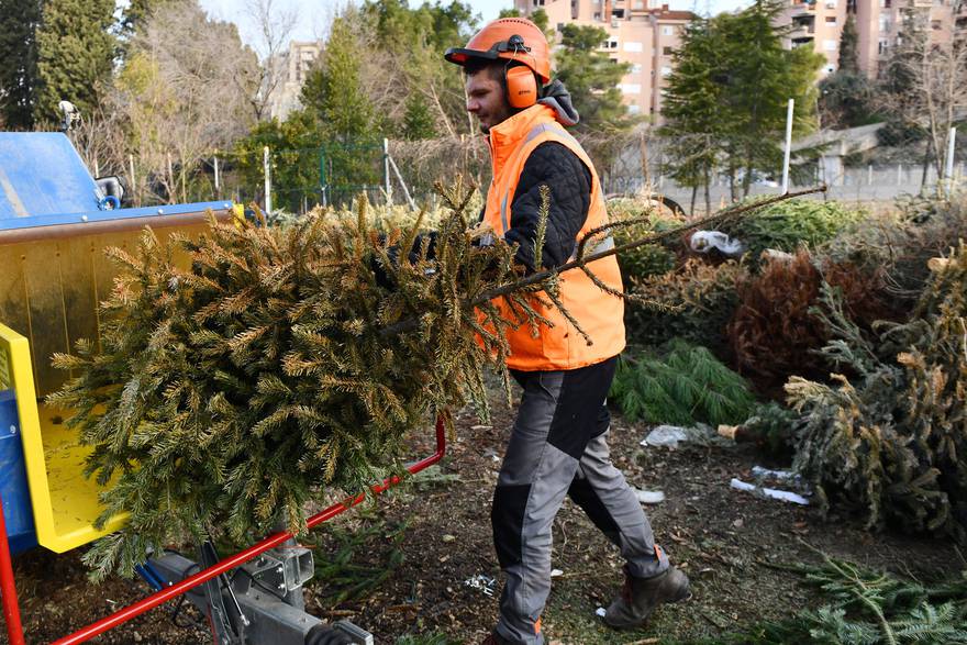 Šibenik: Zeleni grad započeo sa reciklažom božićnih jelki
