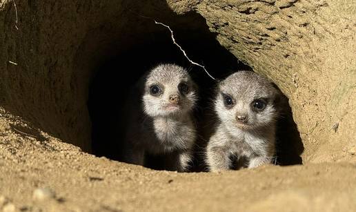FOTO Tko nam je to stigao? Zoo u Zagrebu ima nove stanovnike: Pogledajte tri slatka merkata