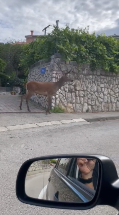 VIDEO Predivan jelen prošetao je Rijekom: 'Svako jutro vidim da prolazi, neki ga baš ne vole'