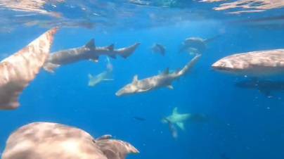 Karmela otputovala na Maldive pa plivala s morskim psima: 'Treba zrnce hrabrosti i ludosti'