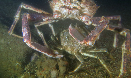 FOTO Ljubavna morska drama u Velebitskom kanalu: &rsquo;Mogli bi mi ljudi u&ccaron;iti ne&scaron;to od &zcaron;ivotinja&rsquo;