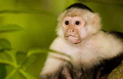 Ljudi za ljubimce imaju 9 vrsta majmuna, a najčešće kapucine