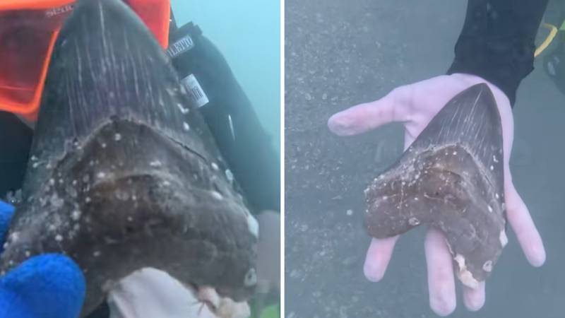 VIDEO Mladić izronio čudovište: Pronašao zub megalodona kod Floride, snimka oduševila sve