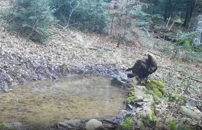 Jedna od najvećih grabljivica se pojavila u Plitvičkim jezerima. Nisu je vidjeli preko 70 godina