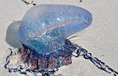Ne dirajte ju: U Jadranu se pojavila smrtonosna meduza
